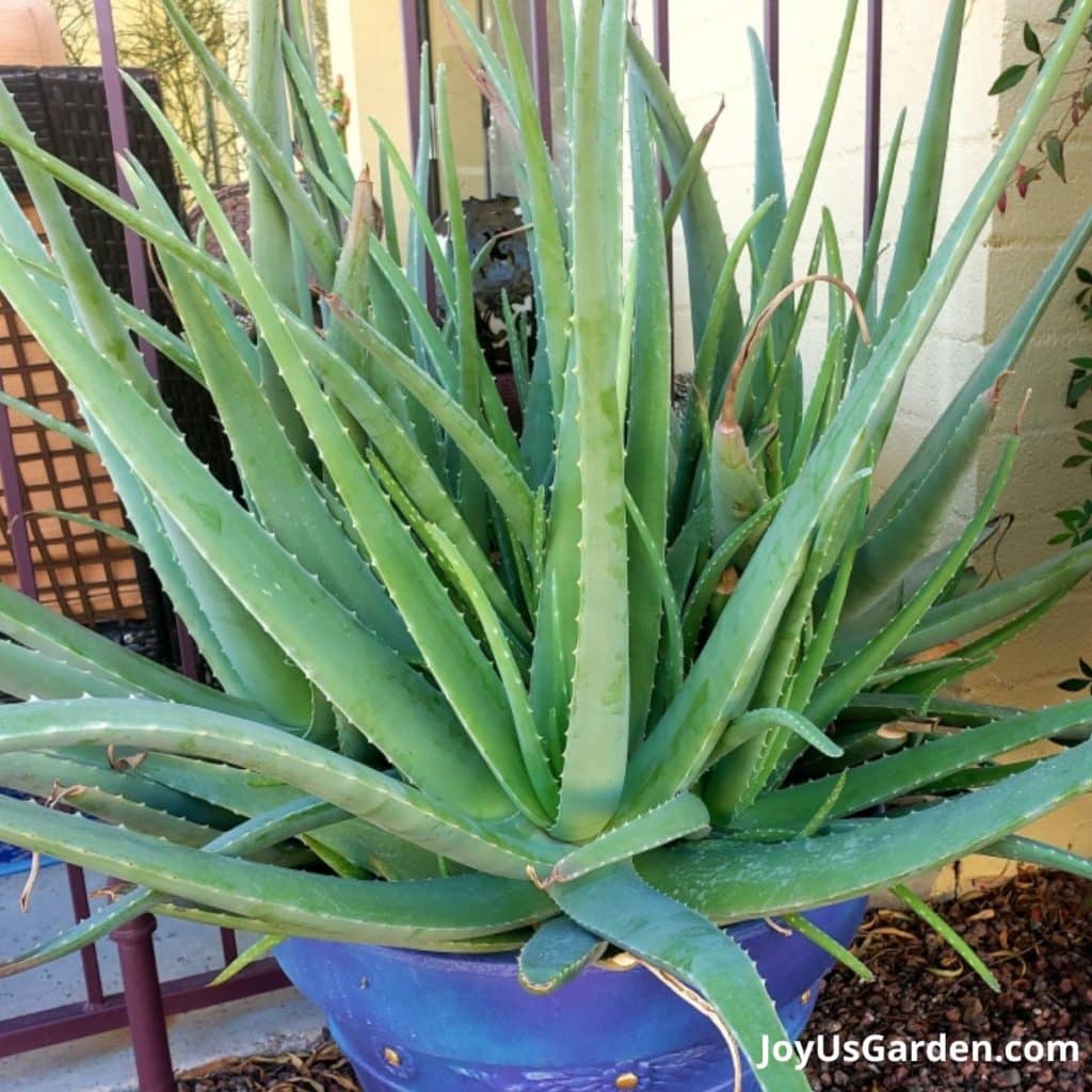 a large aloe vera plant in a blue pot grows outdoors in tucson az