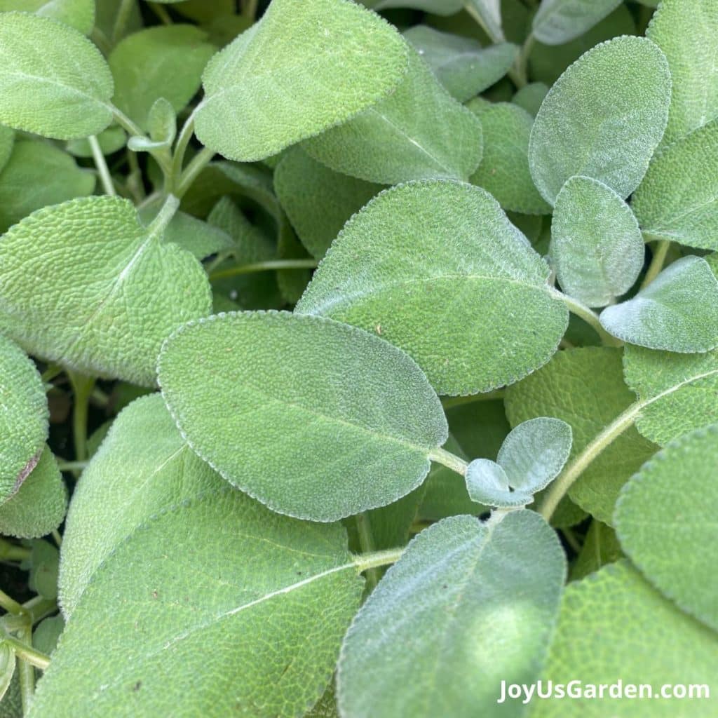 close up of the grey green leaves of a culinary sage plant