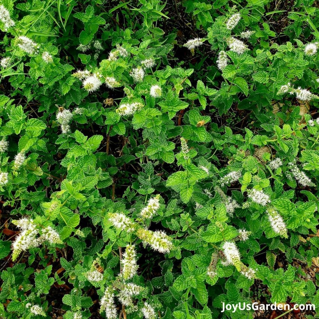 looking down on a spearmint plant growing in the garden that's covered in white flowers