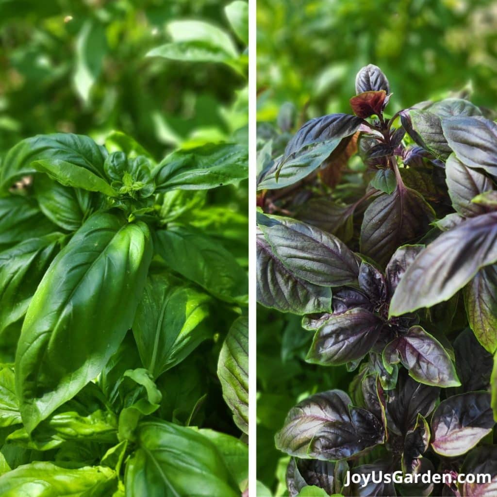 2 photos of basil side by side 1 is genovese basil & the other is opal basil