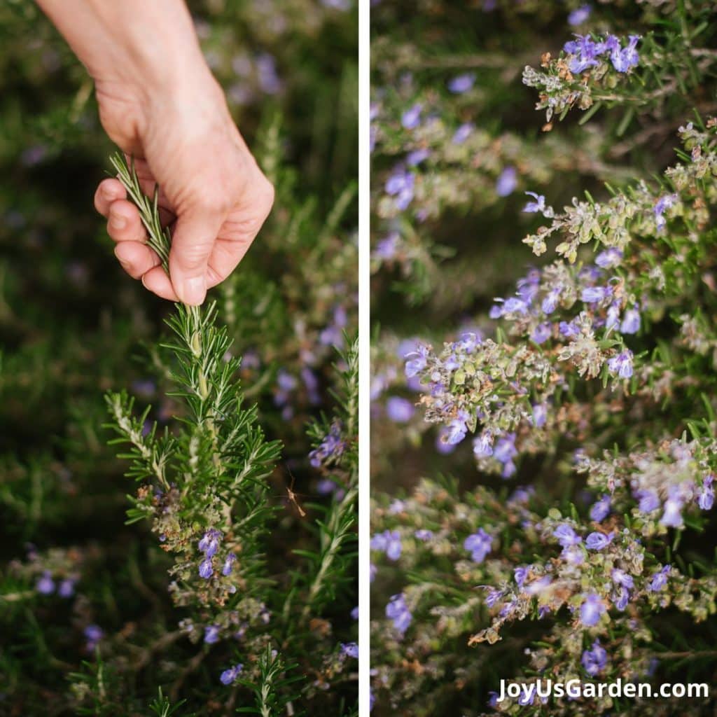 2 close up photos of rosemary plants 1 shows a hand touching the leaves & the other the purple/blue flowers