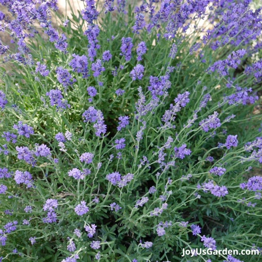 close up of a french lavender plant covered in purple flowers which is 1 of the best herbs for full sun