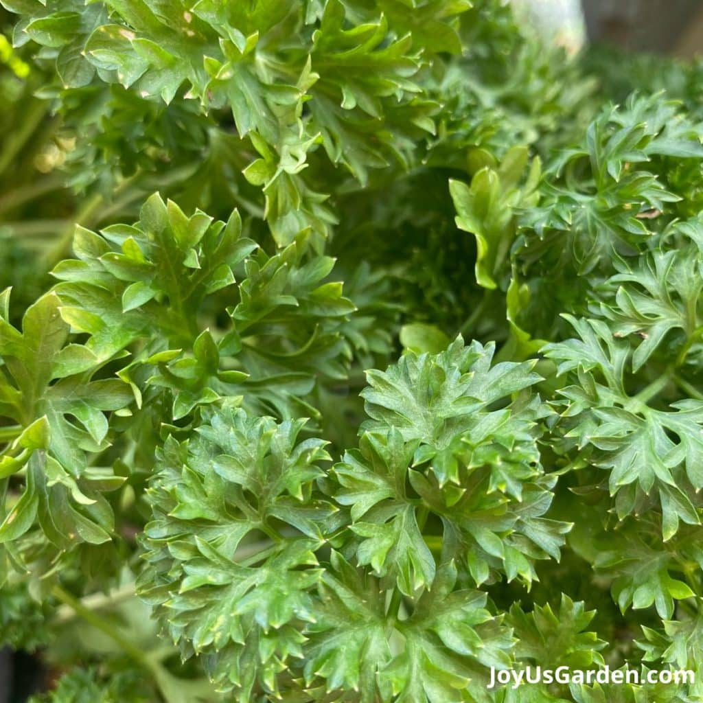 close up of the curly green leaves of a parsley plant