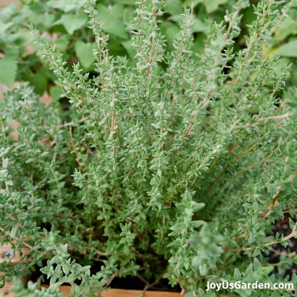 close up of a french thyme plant with catnip in the background