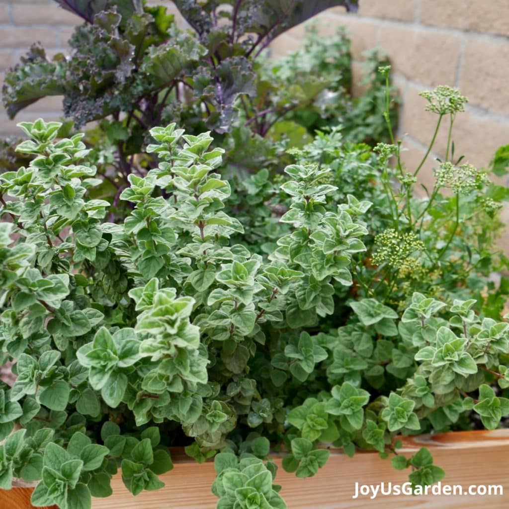 greek oregano growing in a raised bed planter next to red kale & parsley