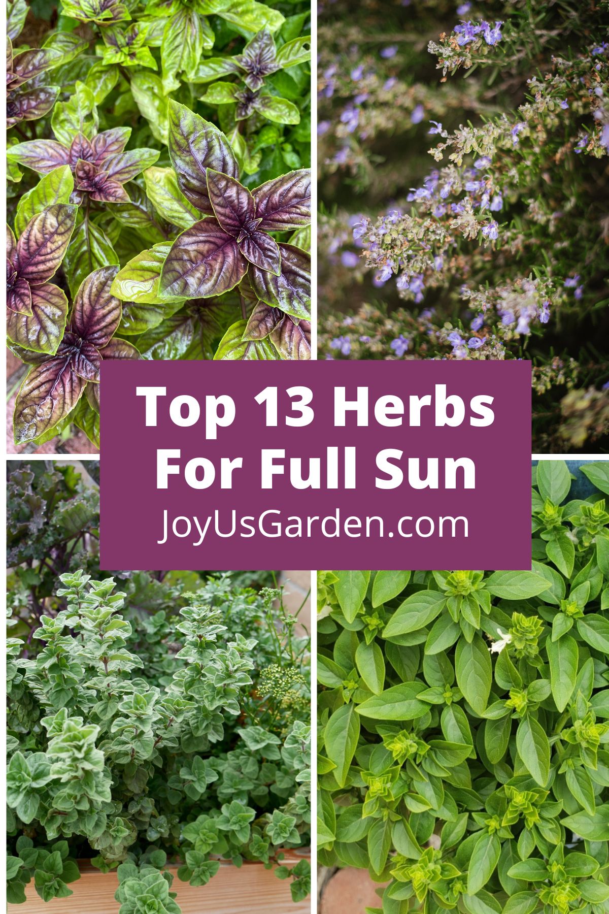 a collage of 4 different herb plants the text reads top 13 herbs for full sun joyusgarden.com