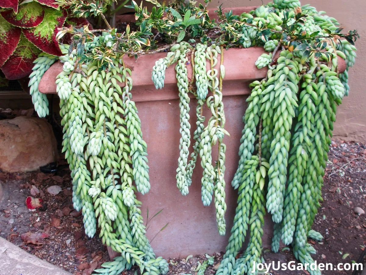 burros tail stems trailing over an outdoor pot plant is potted in large pot with other plants pot is outdoor on rocky dirt ground