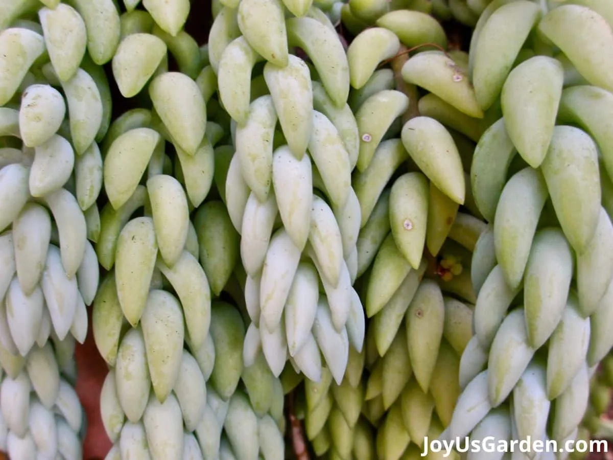 close up of burros tail fleshy leaves and stems trails are hanging down color is a blueish green color 