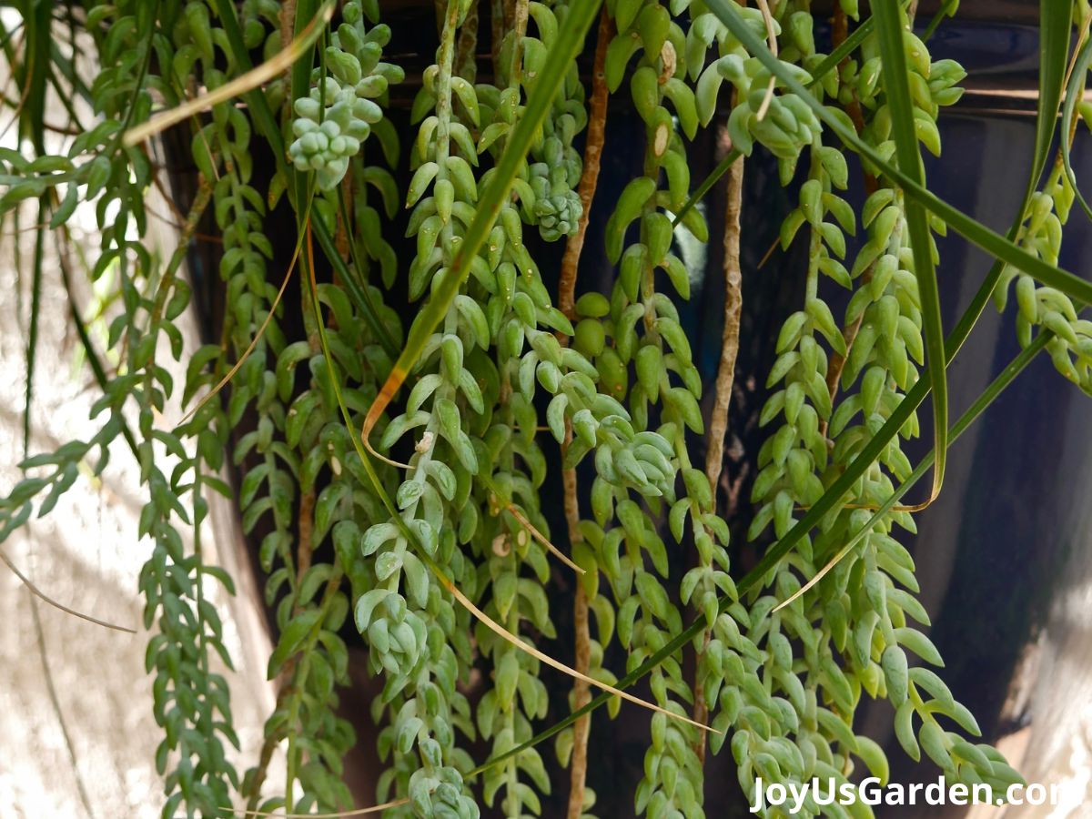 burros tail trailing over side of large blue pot stems of plant is missing leaves ponytail palm leaves hanging down alongside burros tail