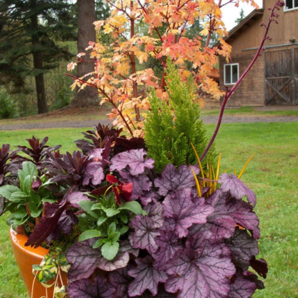 a fall planter with purple, orange, & green foliage plants