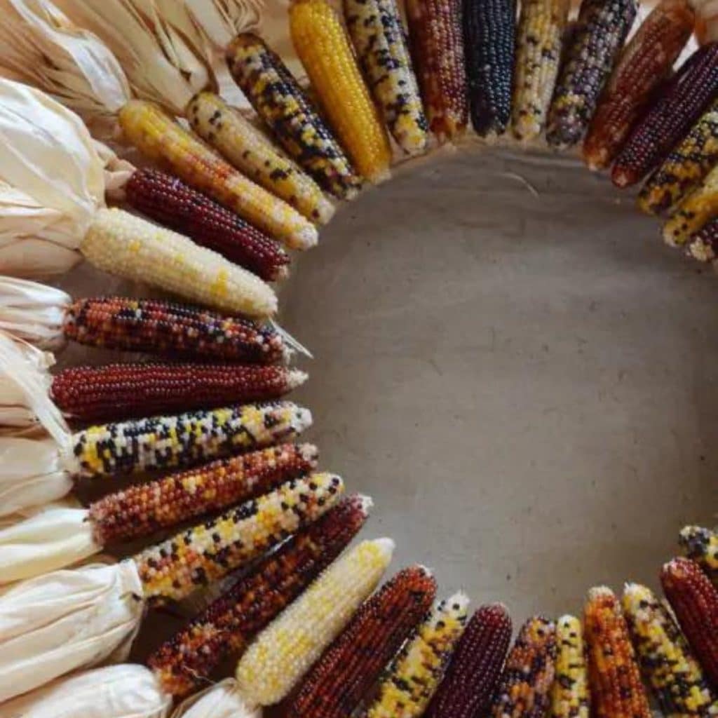 an indian corn wreath diy to use as autumn decor