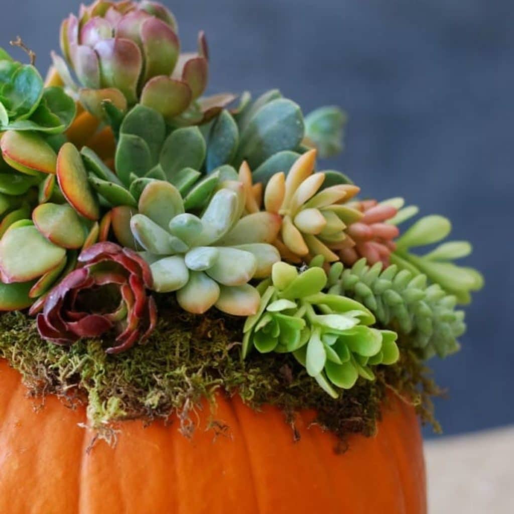 a pumpkin topped with succulent cuttings to use for autumn home decor