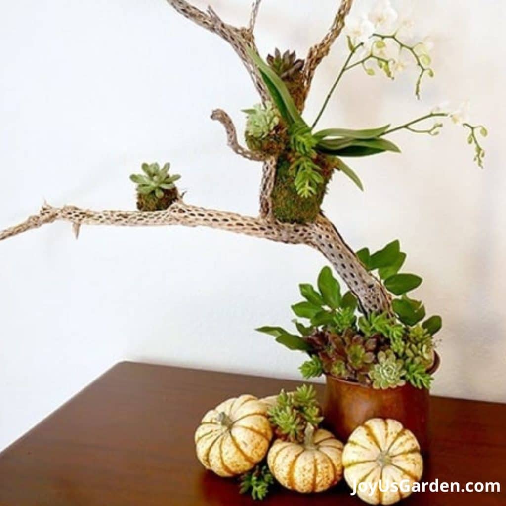 a non-traditional fall decor idea that shows orchids on cholla wood with pumpkins & succulent cuttings