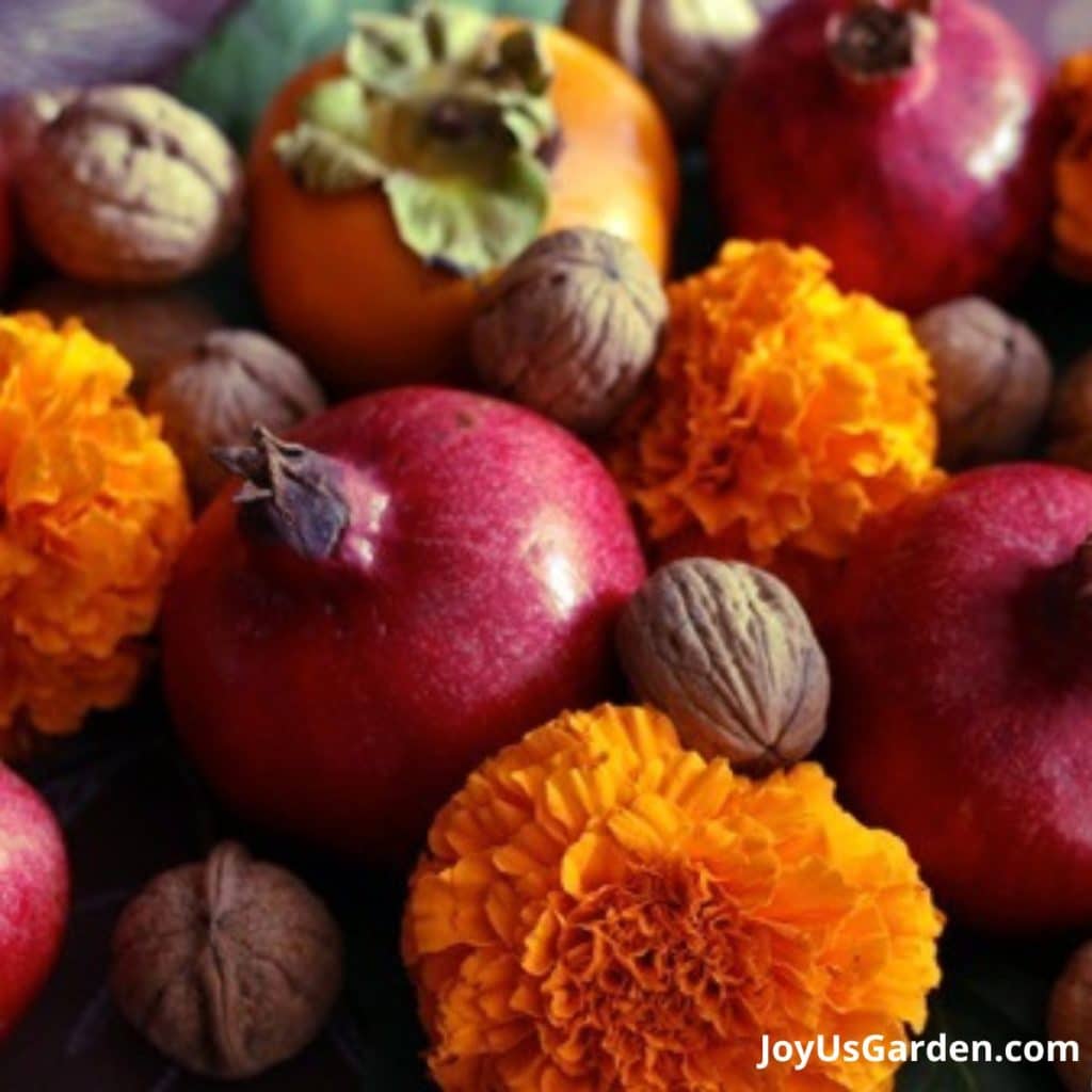 a combo of persimmons, pomegranates, giant marigolds & walnuts as fall decor