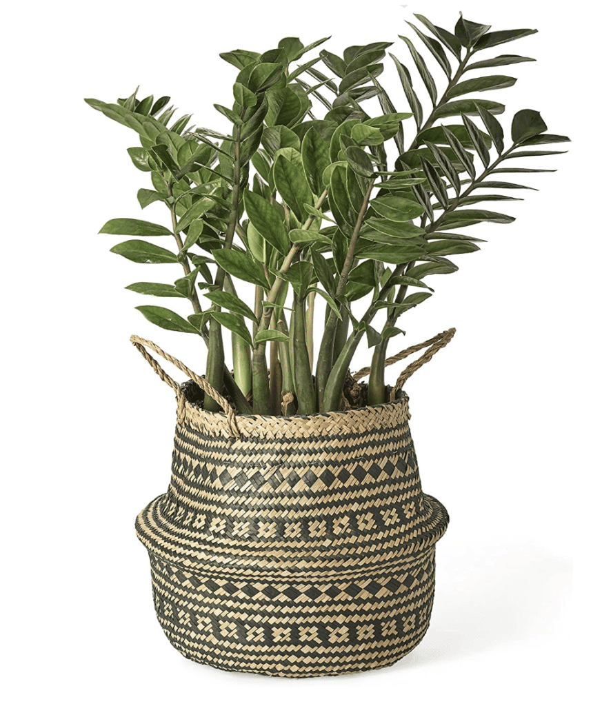 the artera woven seagrass basket with a large zz plant in it availalble to buy on amazon