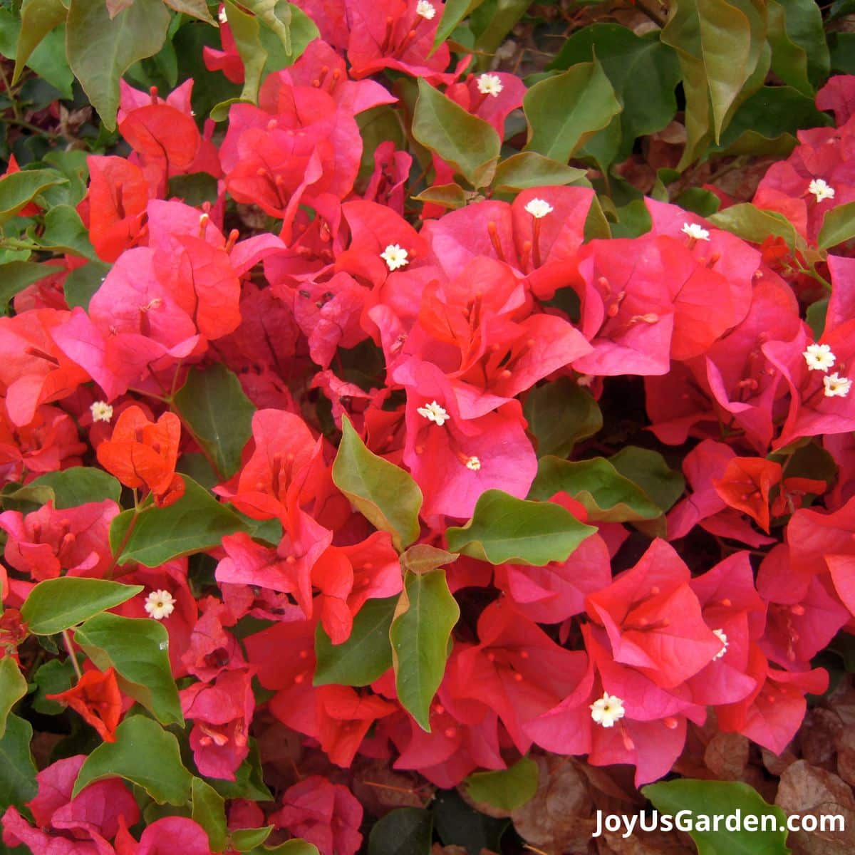 close of of the vibrant deep rose flowers of a bougainvillea barbara karst