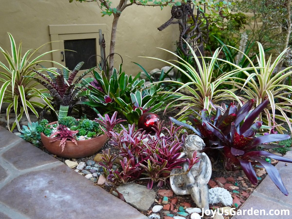 An outdoor garden full of a variety of bromeliads and variegated pineapple plant. Earth Star Plant in the low terra cotta bowl