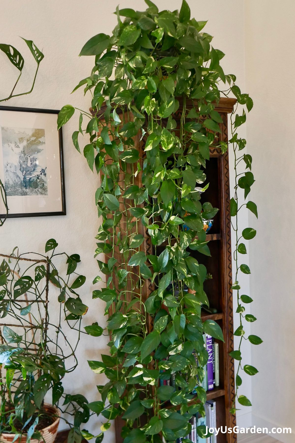 golden pothos sits atop a wooden bookshelf trails are shown hanging all the way down to the floor