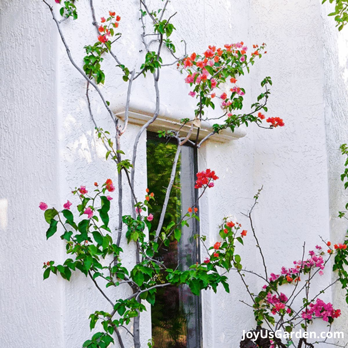 thin bougainvilleas in spring with a few flowers growing against a white house