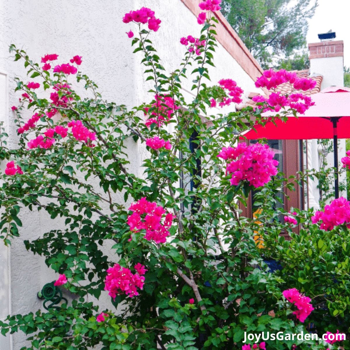 a deep rose bougainvillea barbara karst beginning its bloom in spring