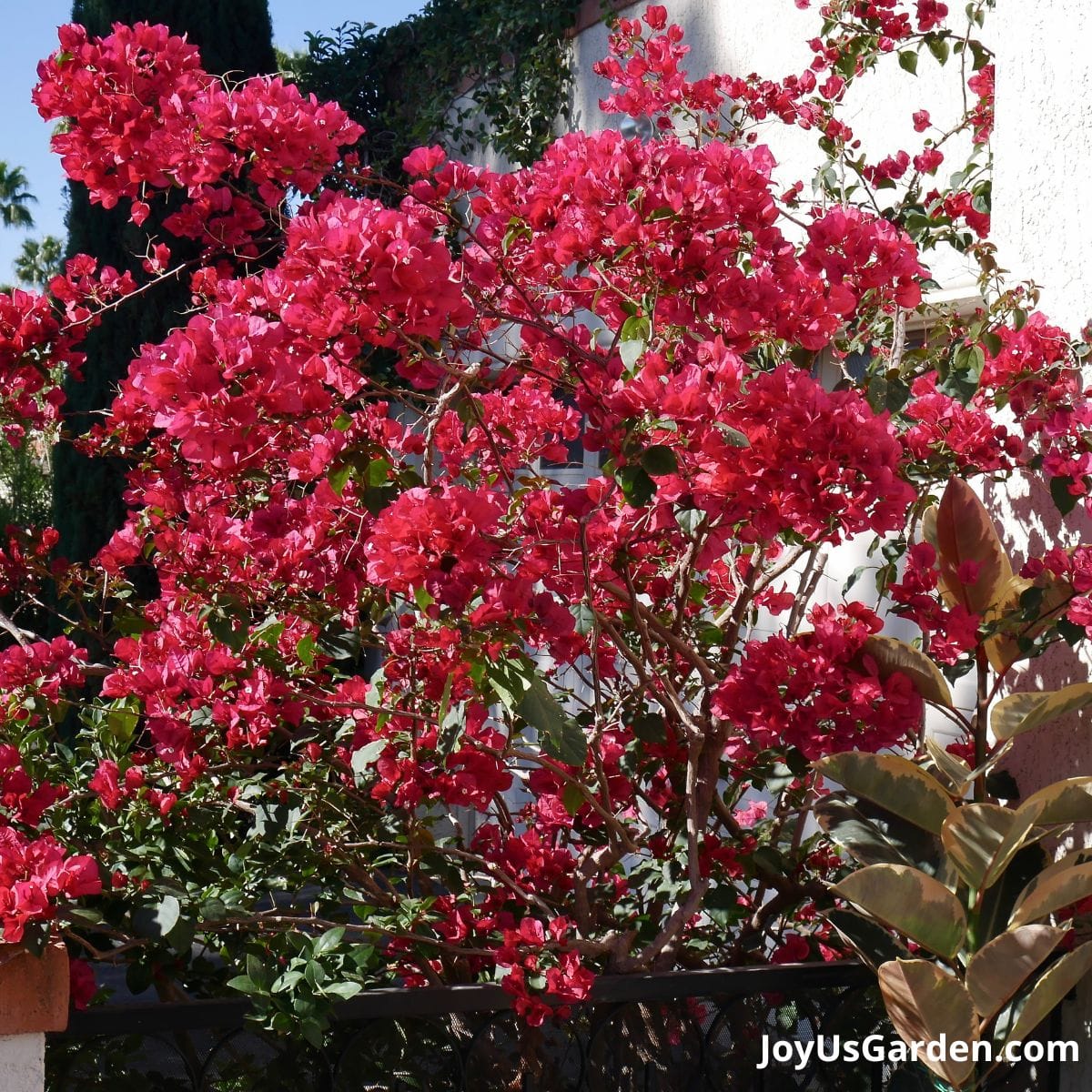 a red/rose bougainvillea barbara karst in spring against a white house