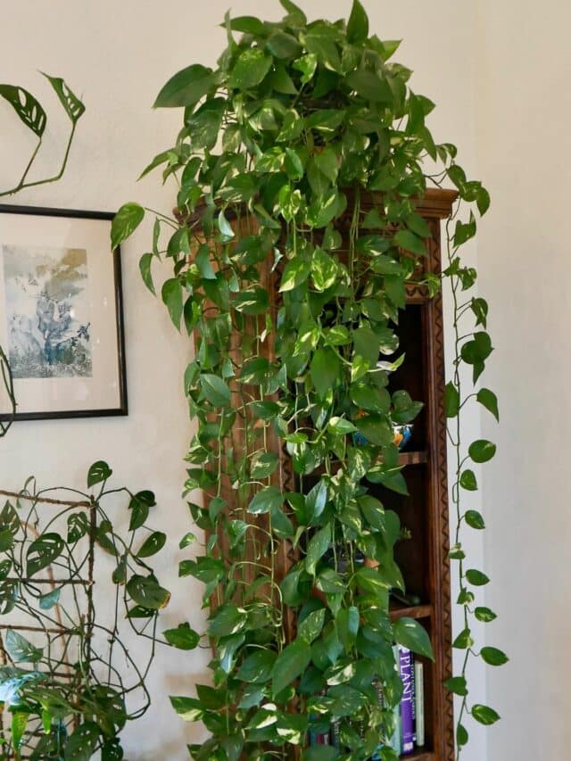 Caring For A Pothos Plant Indoors