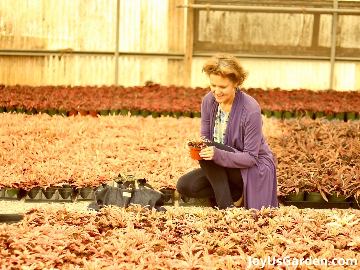 nell foster at a nursery knelt down holding a bromeliad with many pink star plants & red star plants surrounding her