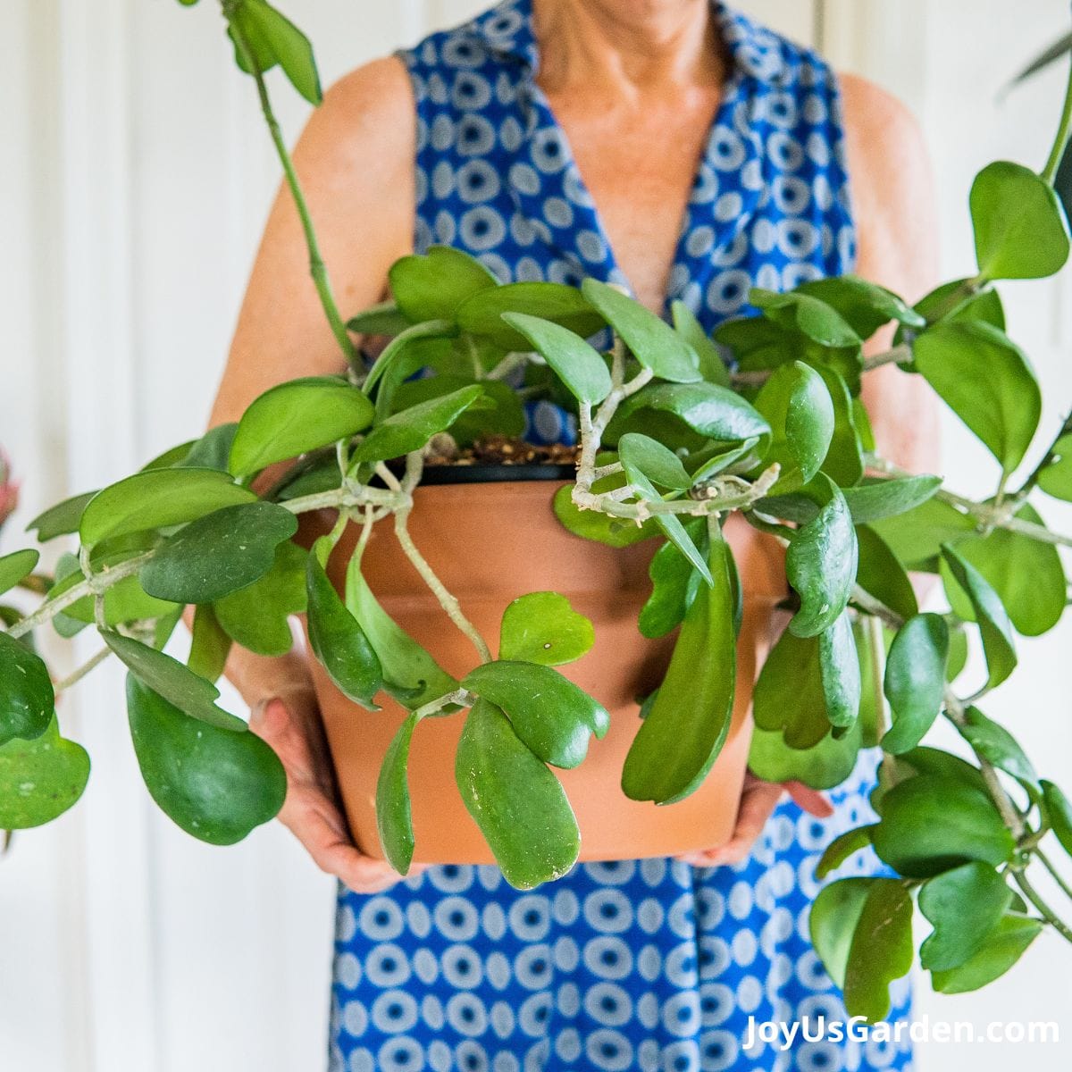 nell foster in blue dress holding a newly repotted hoya kerrii in a grow pot in a clay pot