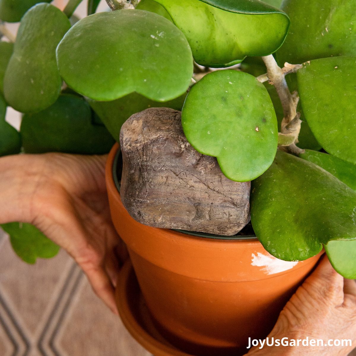 hoya kerri plant in a clay pot planter a rock is being used to anchor the weight and balance the plant