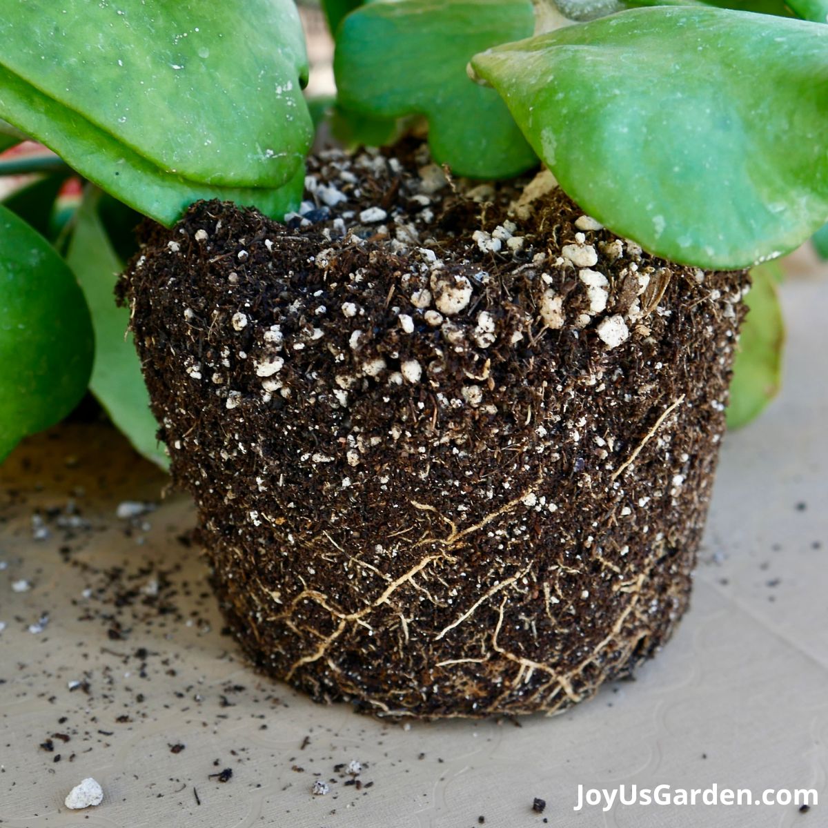 close up of the soil and roots of hoya kerrii, plant is shown outside of pot on sitting on table