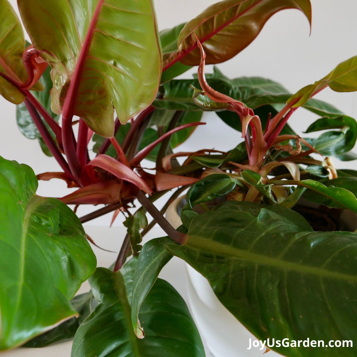 close up of a philodendron prince of orange with large glossy greenleaves & orangish-bronze new growth & stems