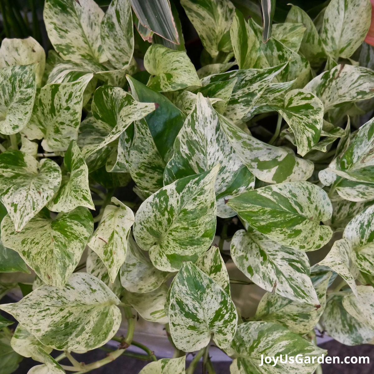 close up of marble queen pothos leaves in a white pot