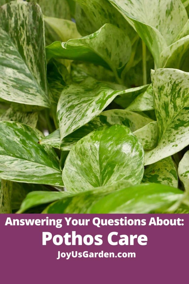 Answering Your Questions About Pothos Plants