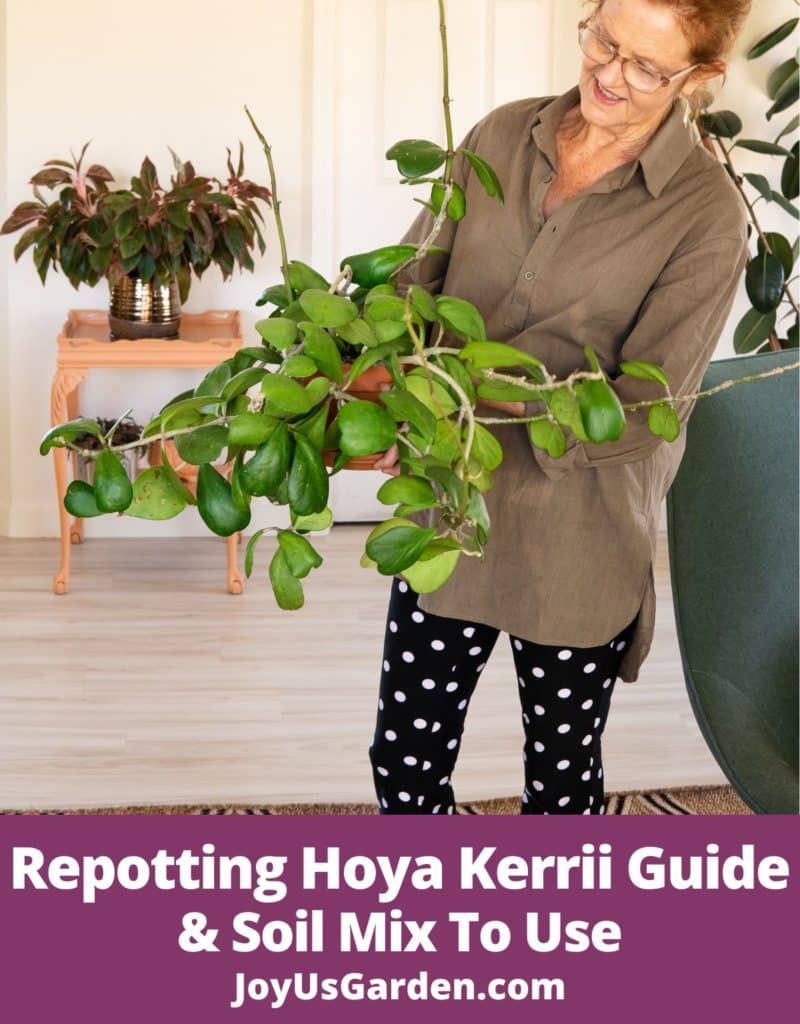 nell foster holding a hoya kerrii in clay pot while wearing brown shirt and black and white pants text reads repotting hoya kerrii guide & soil mix to use joyusgarden.com