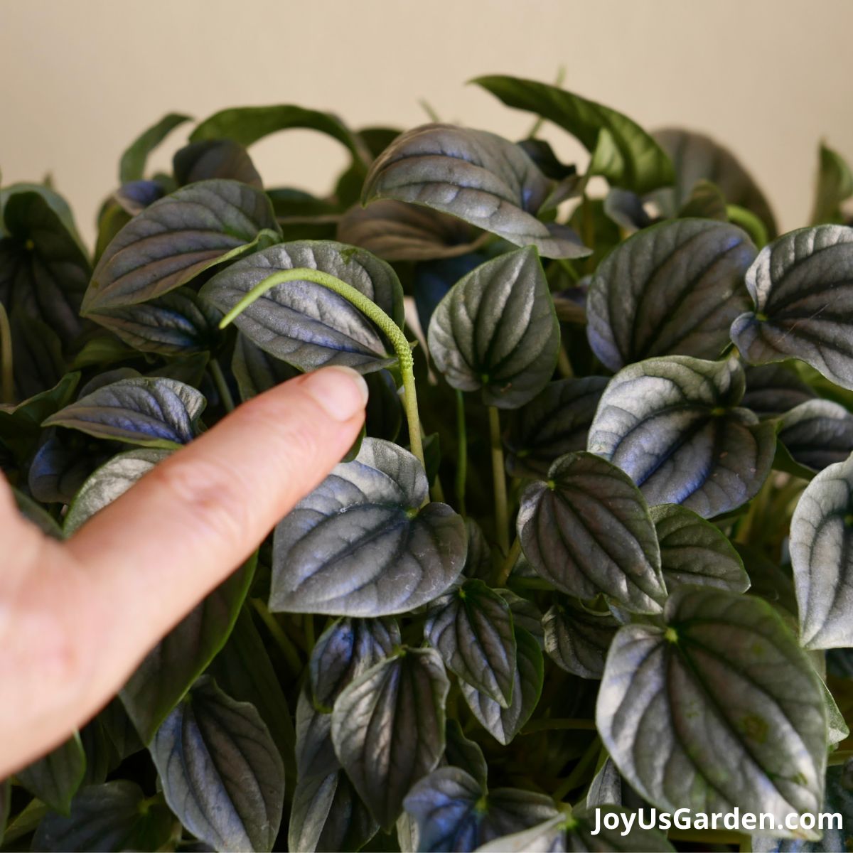 nell foster finger pointing at the green flower spike of a silver ripple peperomia 