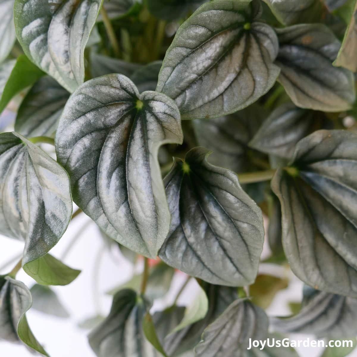 close up of silver ripple peperomia also known as peperomia caperata leaves 
