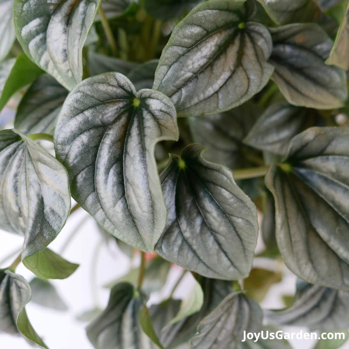 close up of silver ripple peperomia also known as peperomia caperata leaves