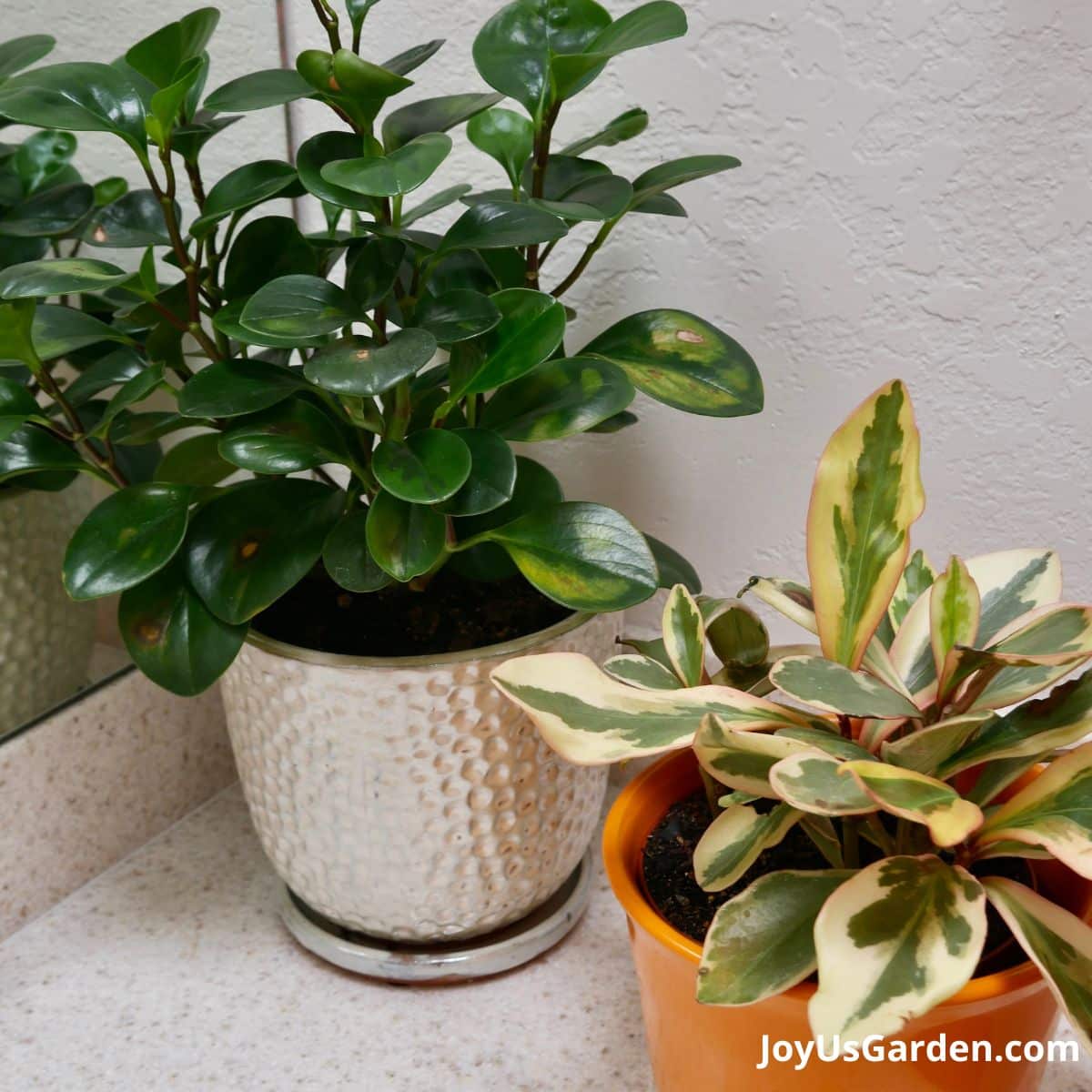 baby rubber plant and rainbow peperomia sitting next to each other in ceramic pots on table