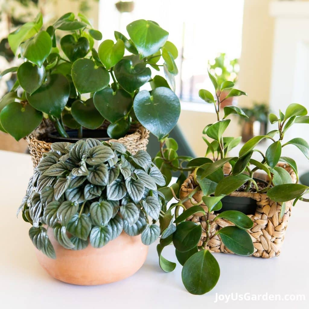 Peperomia Polybotrya also known as Raindrop peperomia with Peperomia obtusifolia, also known as the baby rubber plant and ripple peperomia also known as peperomia caperata sitting on table inside of home