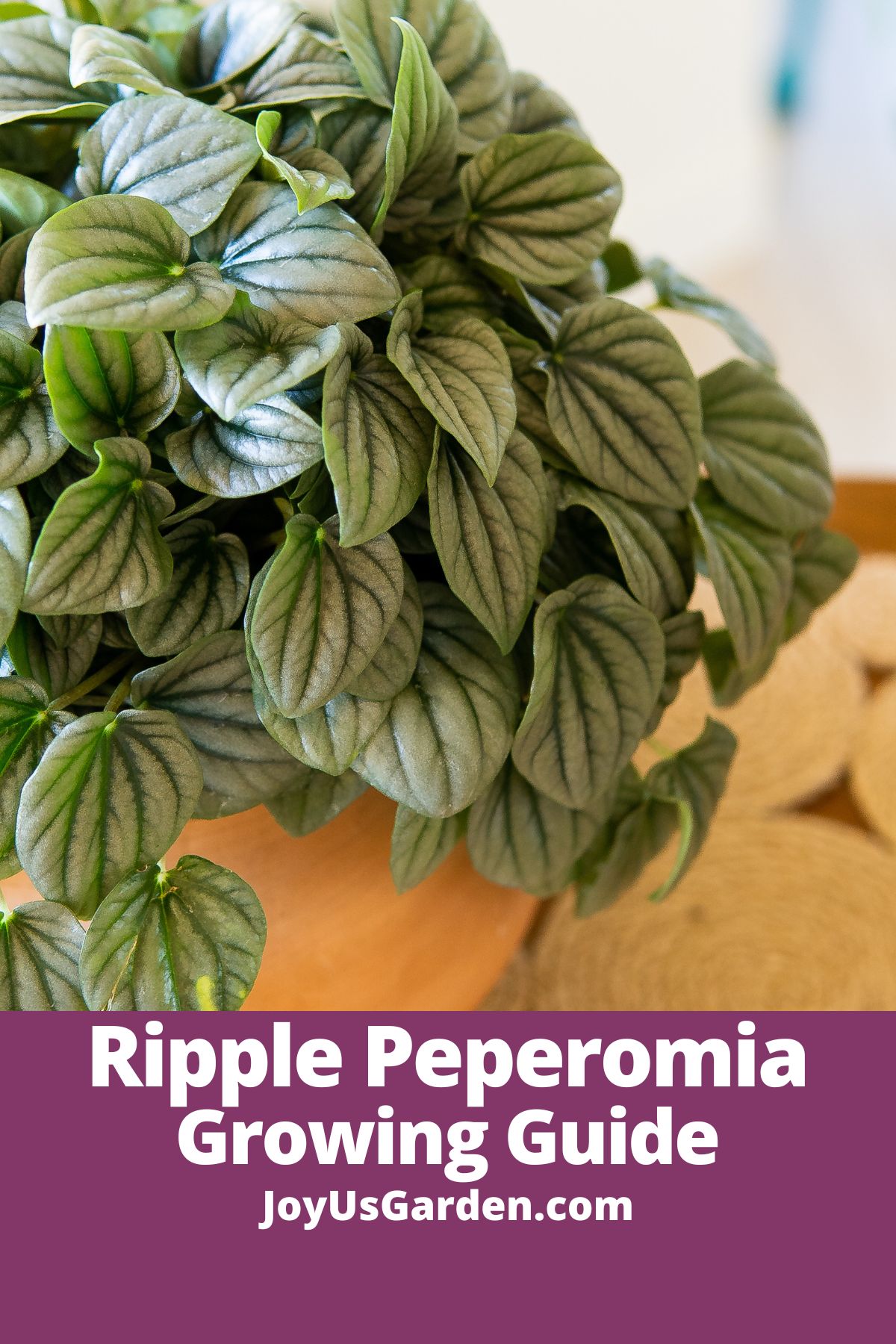 close up of ripple peperomia in clay pot on table text reads ripple peperomia growing guide joyusgarden.com