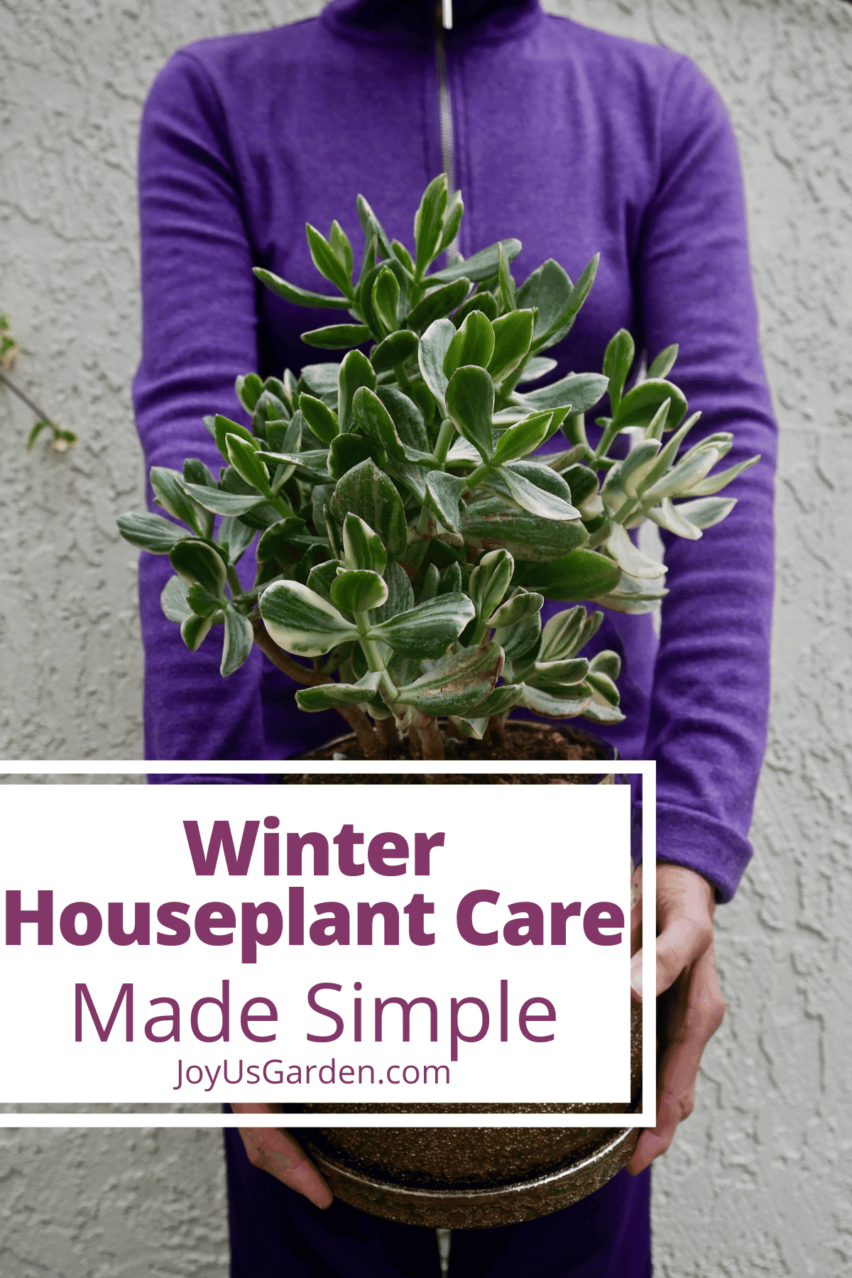 Indoor Plants In Winter Keeping Your Indoor Plants Alive