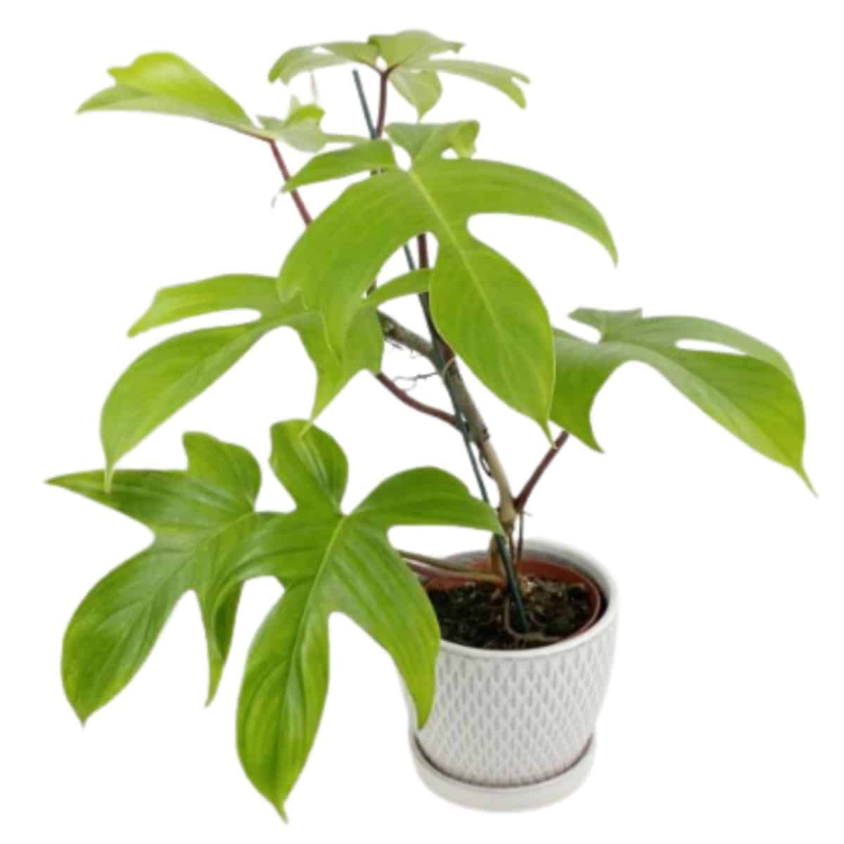 Philodendron Florida Green from logees
