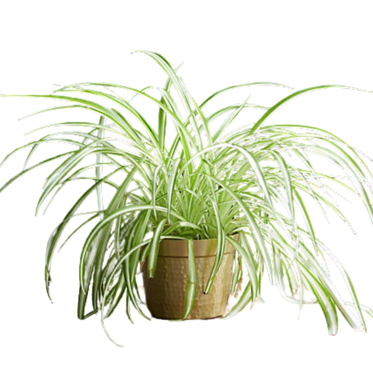 spider plant from terrain