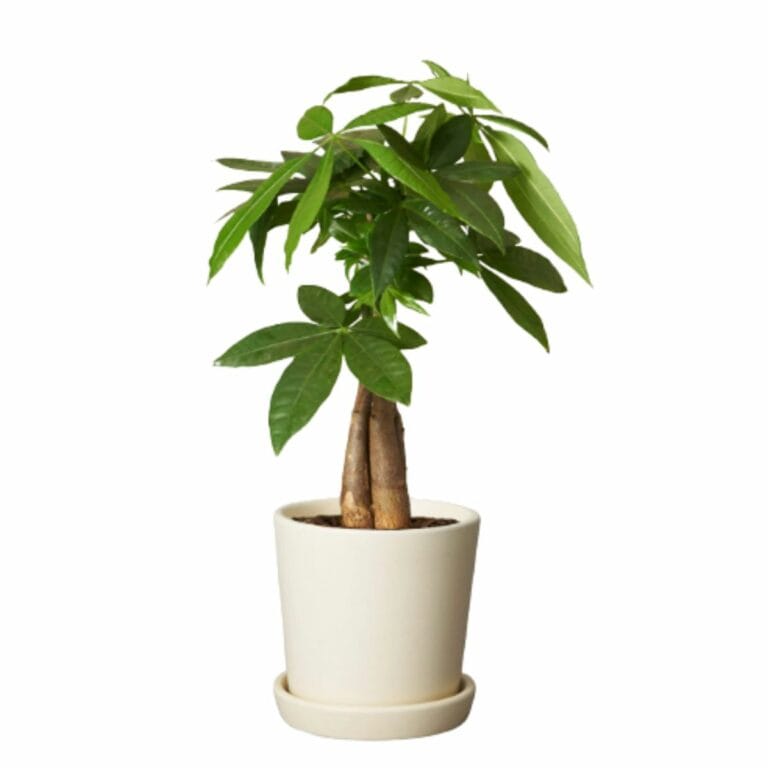 Indoor Plants Online To Buy At These 13 Stores