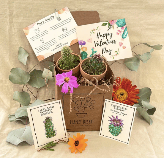 cactus growing gift box with 2 pots and 2 live plants from planet desert