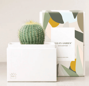 cactus gift box with white planter from lulas garden