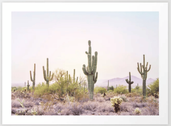 saguaro cactus in the desert art print   from etsy