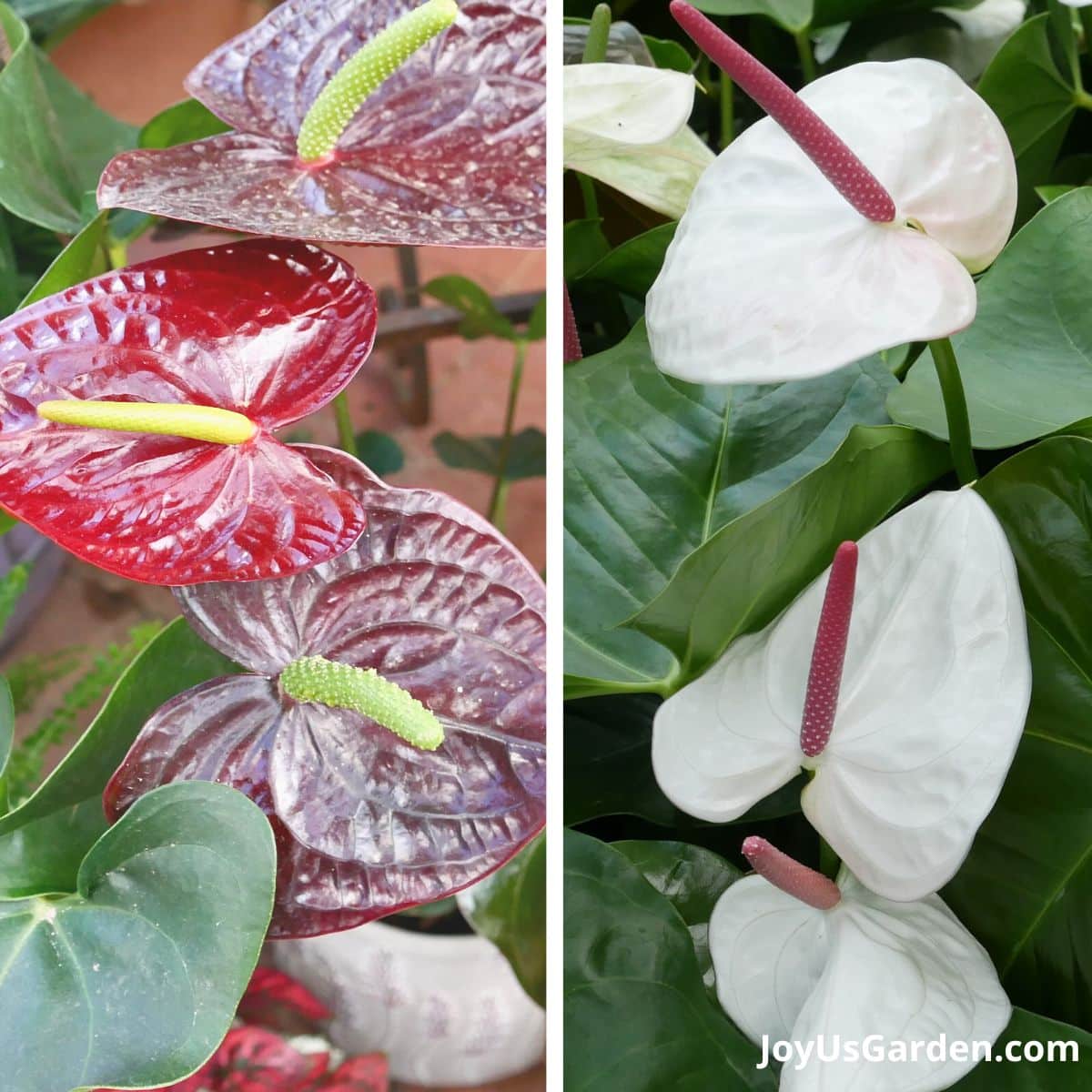 side by side of 2 anthuriums left side is reddish burgundy anthurium and right side is white anthurium
