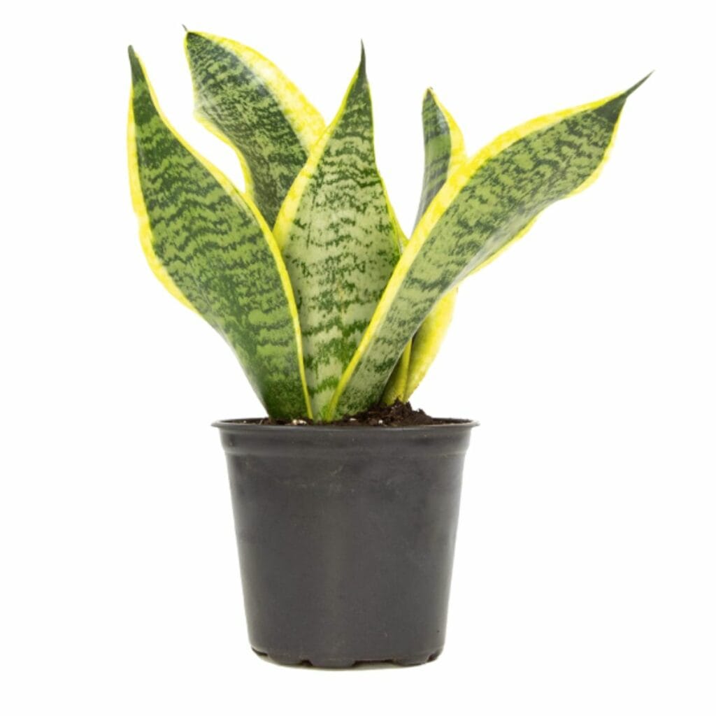 Snake Plant (Sansevieria Trifasciata) from amazon