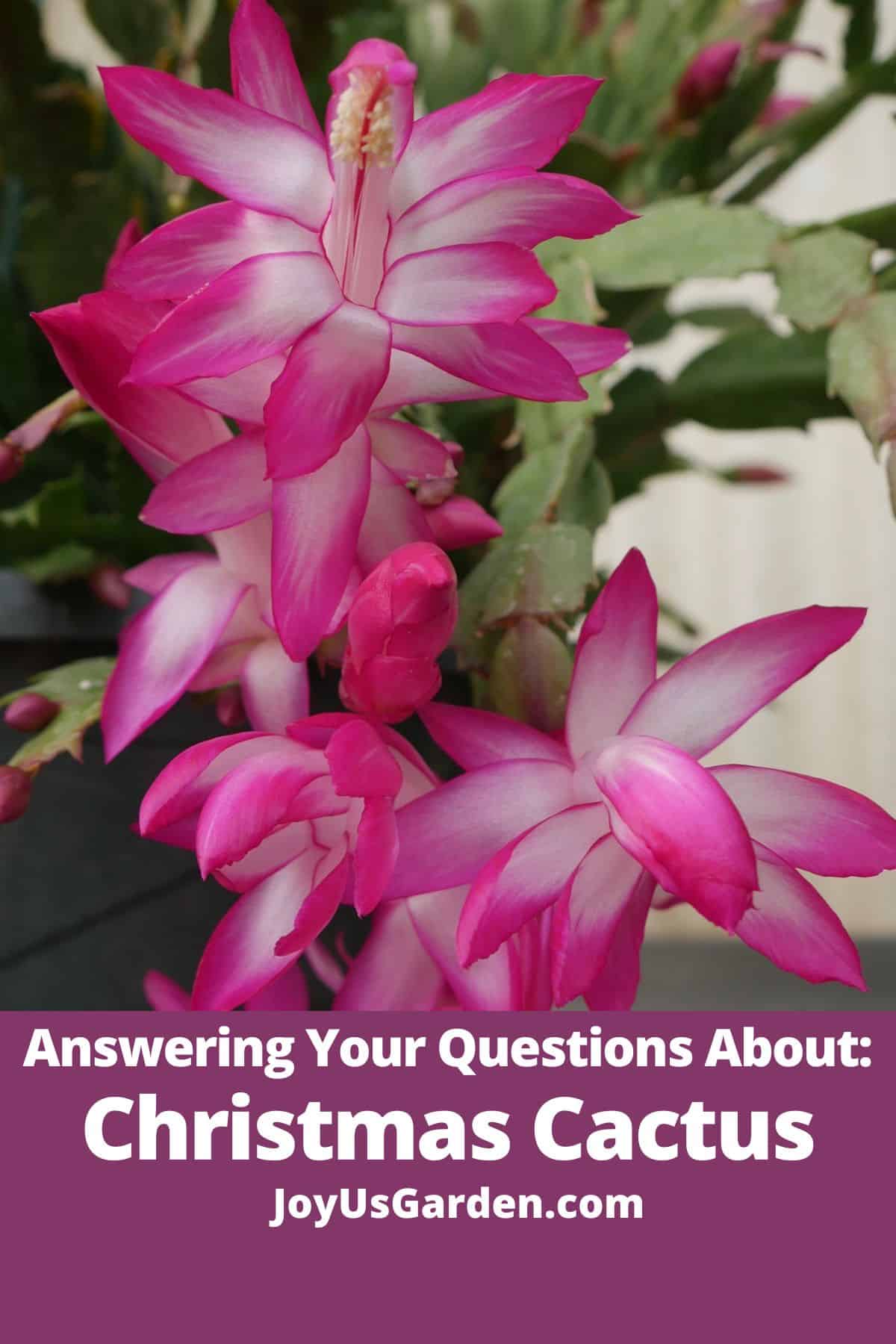 close up of deep rose christmas cactus flowers & buds the text at the bottom reads answering your questions about christmas cactus joyusgarden.com